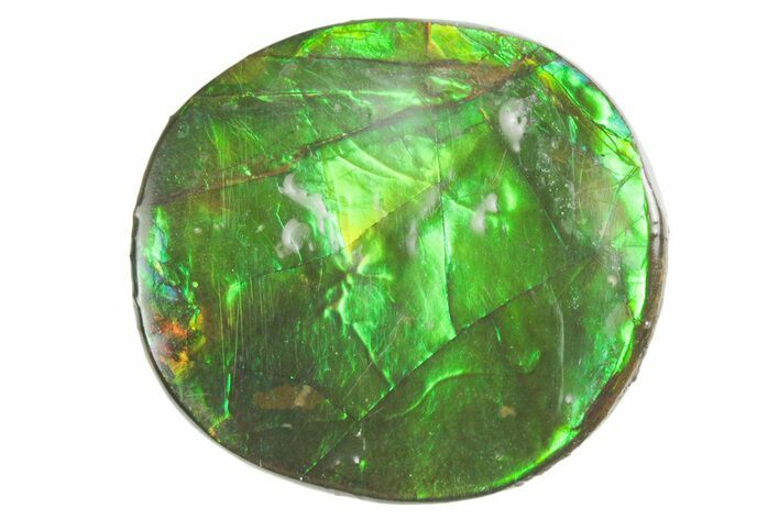 Flashy Ammolite (Fossil Ammonite Shell) - Brilliant Greens #357538